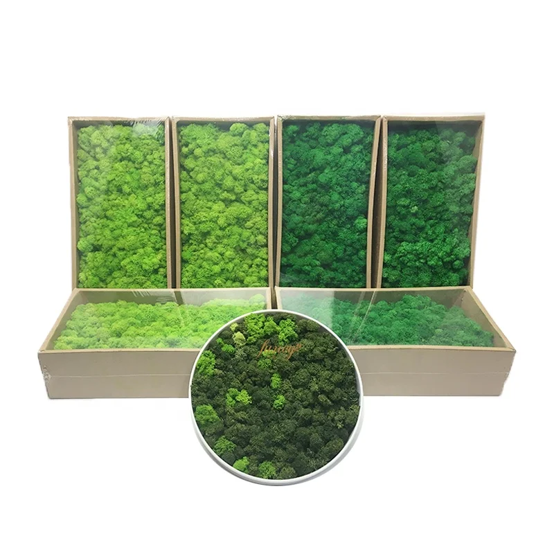 2020 Home Decor China Products Manufacturers Artificial Natural Plants Real Preserved Moss for Wall Decor