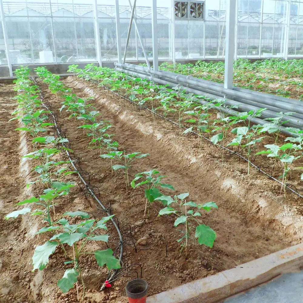 Pepper/Tomato/Cucmber/Cauliflower/Strawberry/Lettuce Cultivation Green House Covered By Polycarbonate Sheet for Sale