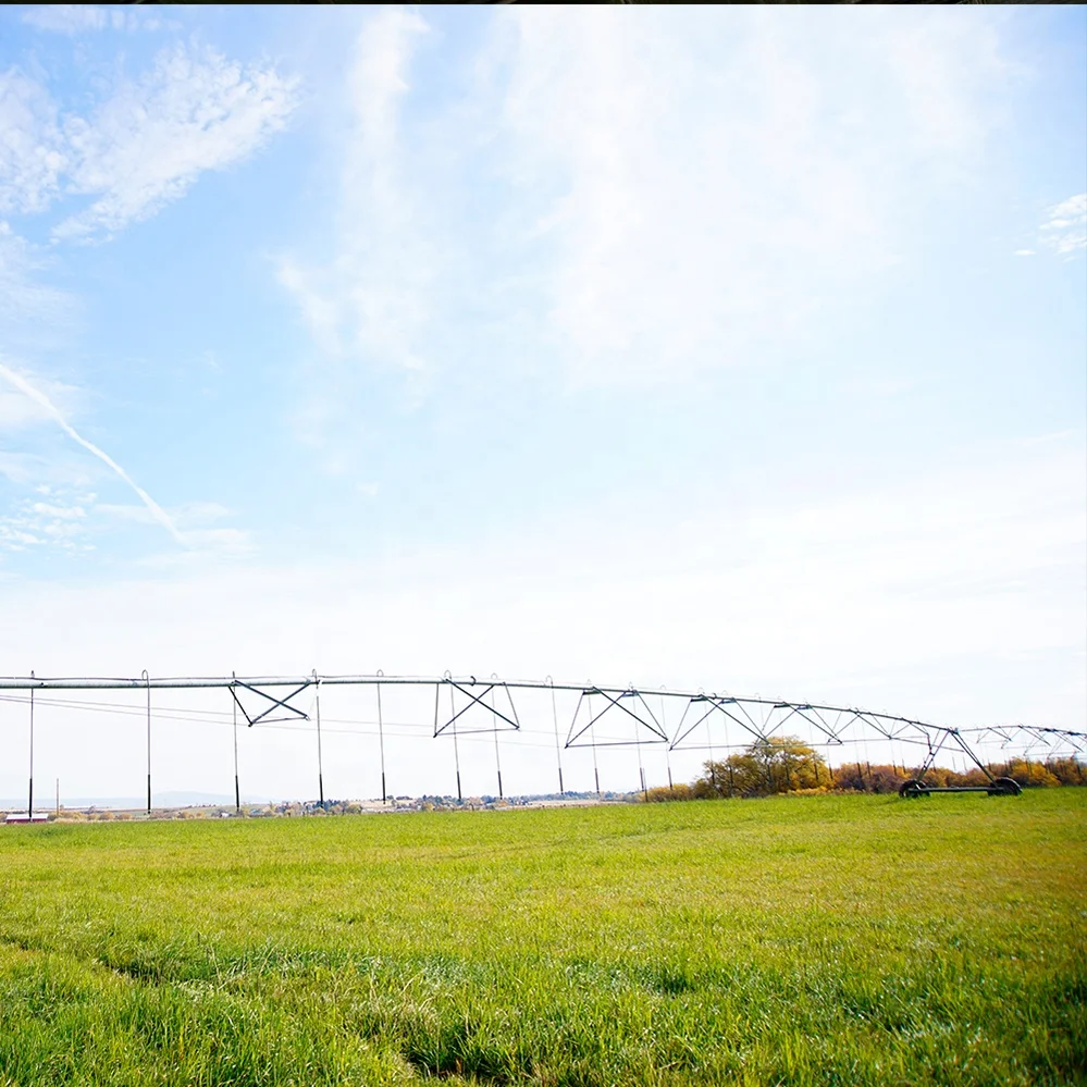
Good quality American Timothy Hay 1st Cut Bales 