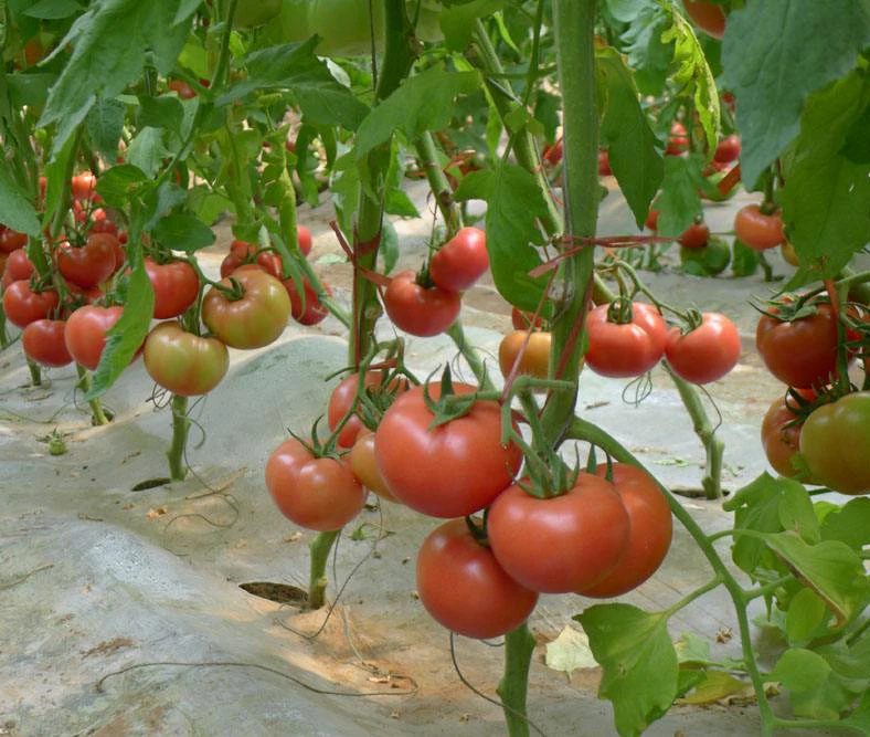 
NT221 Aobao Hot Sale hybrid tomato seeds big seed fruit vegetable seed 