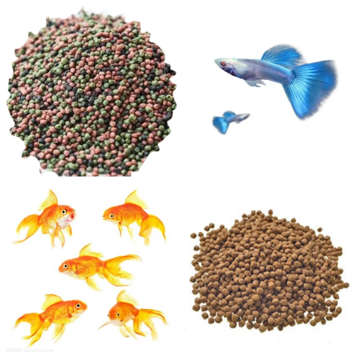 Factory price Fish feed extruder turtle aquatic feed production line dried shrimp food machine