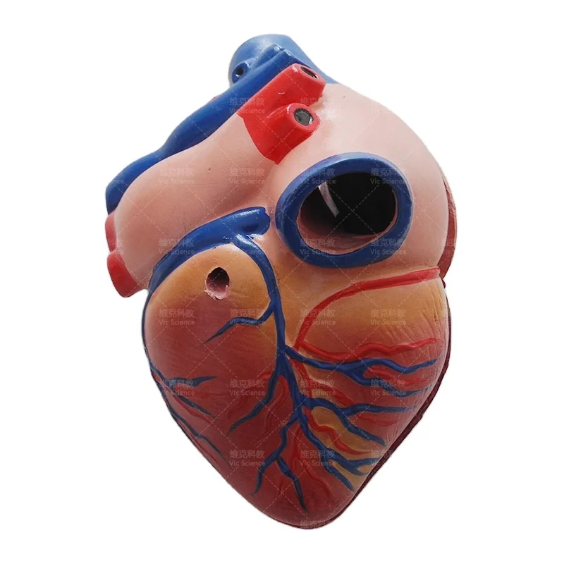 body new style life-Size heart model anatomy heart model human organs model