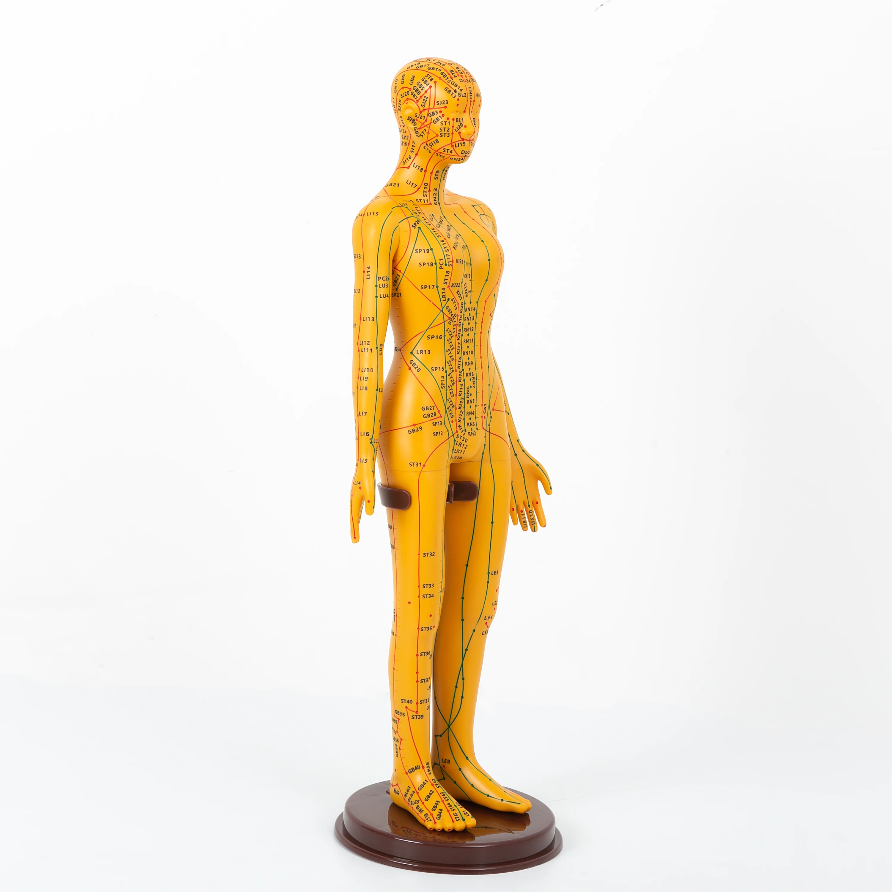 English identification Chinese Acupuncture Model Human Acupoint Acupuncture Model Body Point English  52cm Acupuncture Model