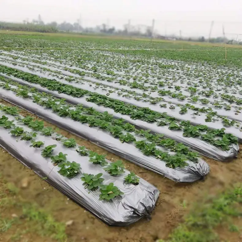 Supply 20-50micron black poly mulch film agriculture plastic and silver with holes for strawberry