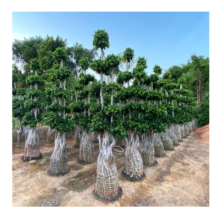 
Professional manufacture cheap foliage plants natural plants ornamental ficus bonsai plants multi root 