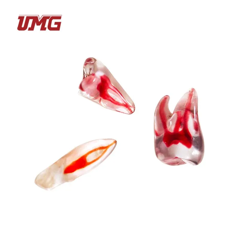 Good Price Resin Root pulp cavity model Transparent for Medical Treatment