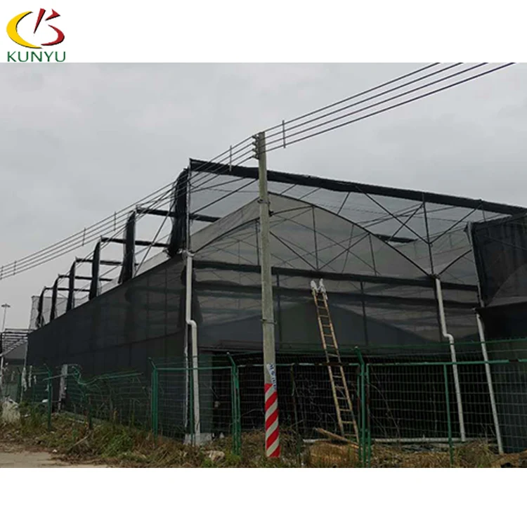 Taiwan origin  Phalaenopsis Orchid Flowers seedlings nursery  on rolling benches in tropical sawtooth greenhouse for exporting