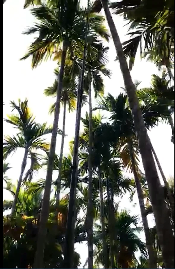 Multi-function carbon fiber telescopic pole with lever lock/cner  60ft 70ft 80ft carbon fiber arecanut fruit harvesting pole