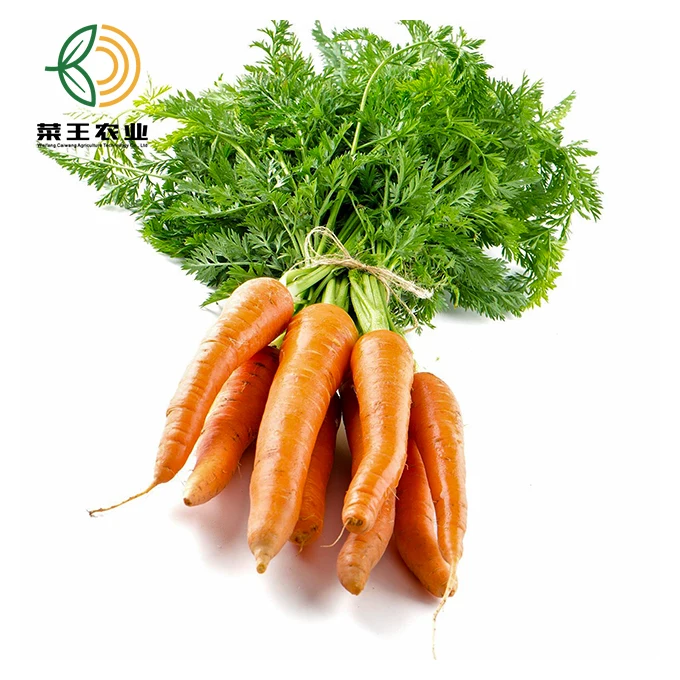
Premium fresh carrot organic carrots for Russian market 