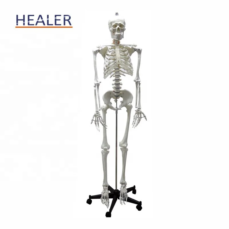 170cm/180cm human plastic skeleton anatomical model, advanced detachable bone model