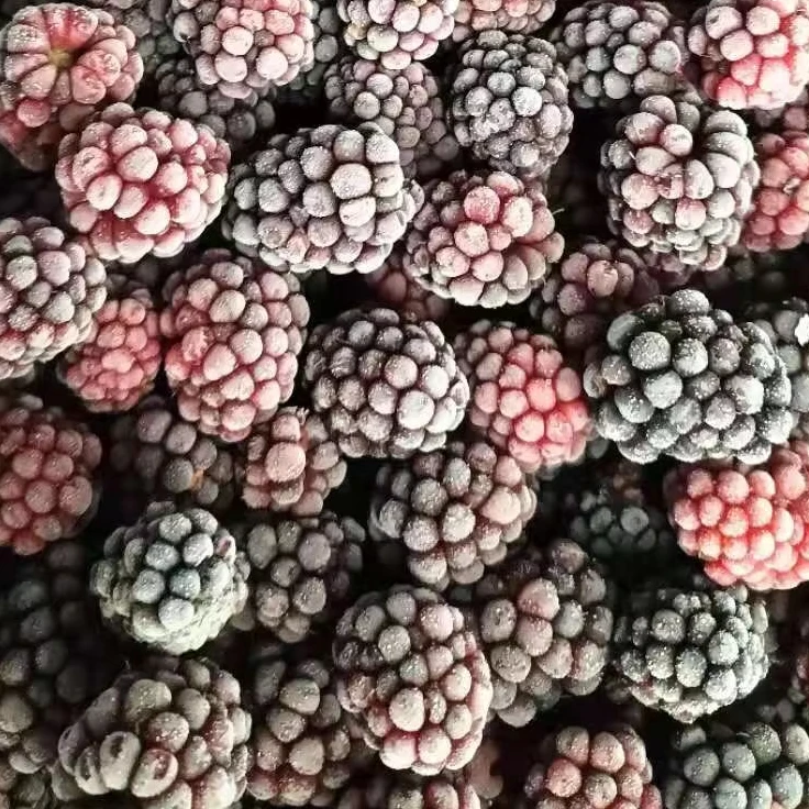Hot Selling Frozen Fruit IQF Frozen Blackberry