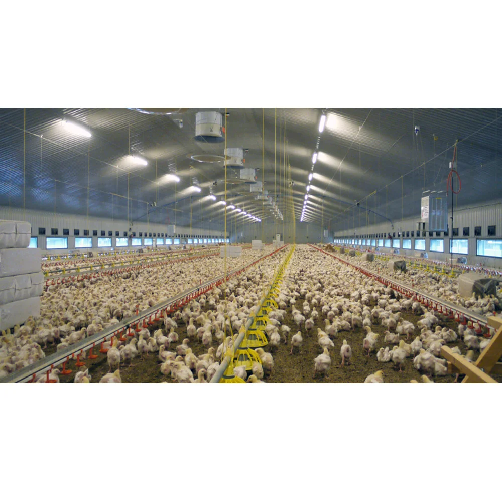 broiler poultry farm house design / broiler poultry equipment for broiler
