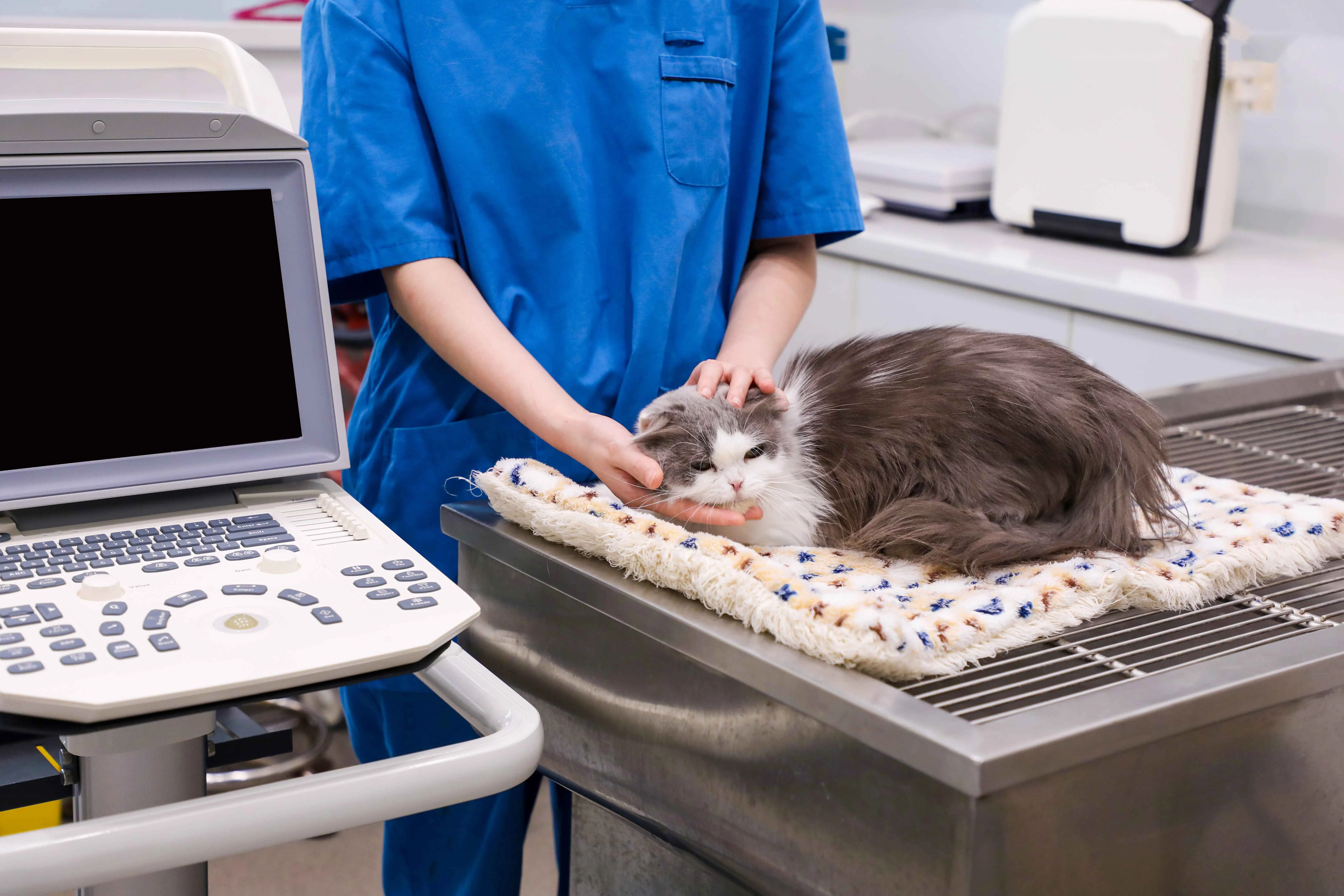 Portable Black and White Vet Ultrasound Scanner Machine Price Ultrasound for Animal