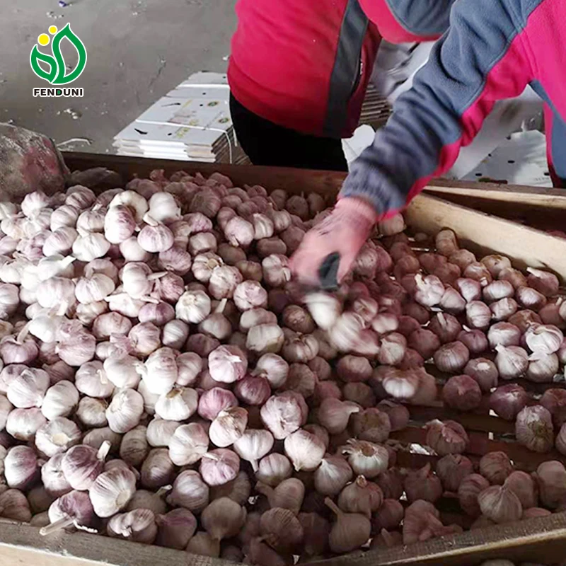Chinese wholesale distributors jin xiang garlic cold storage 5.0-5.5cm garlic fresh garlic exporter