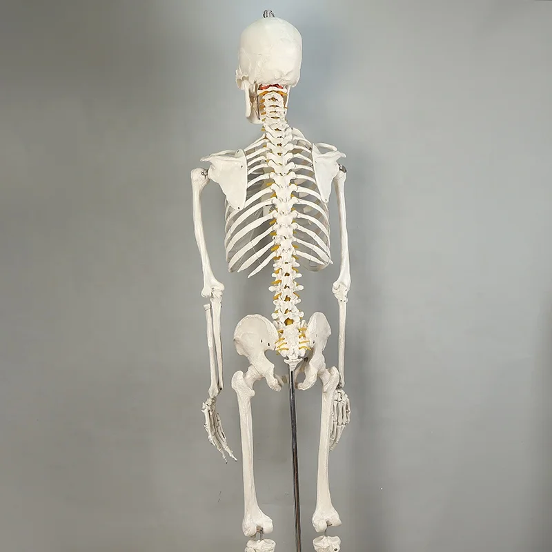 42cm Indoor/Outdoor Use Halloween Decorations Plastic Life Size Full Body Realistic Gear Movable Joints Halloween Skeleton