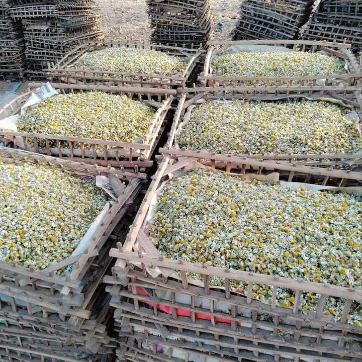 Высококачественные ингредиенты засушенный цветок хризантемы ромашка чай с ромашкой для расслабления и процветания желудка