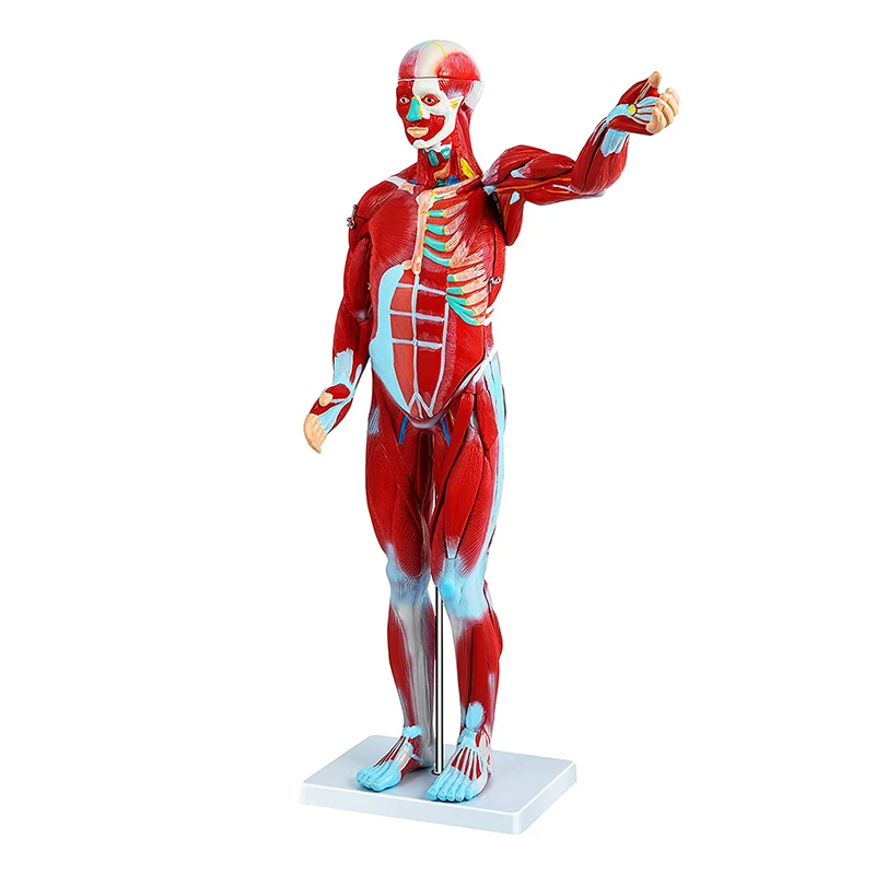 80 cm Human Anatomy Muscular Model With 27 Parts Of Human Muscle and Organ For Medical Learning