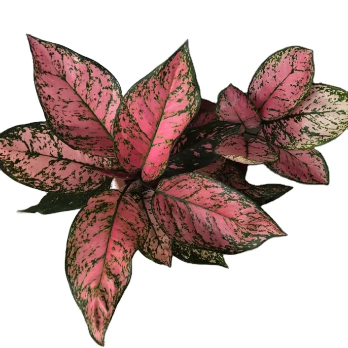 Aglaonema Auspicious Red indoor ins beautiful plant Caladium Alocosia artificial plant other agricultural products