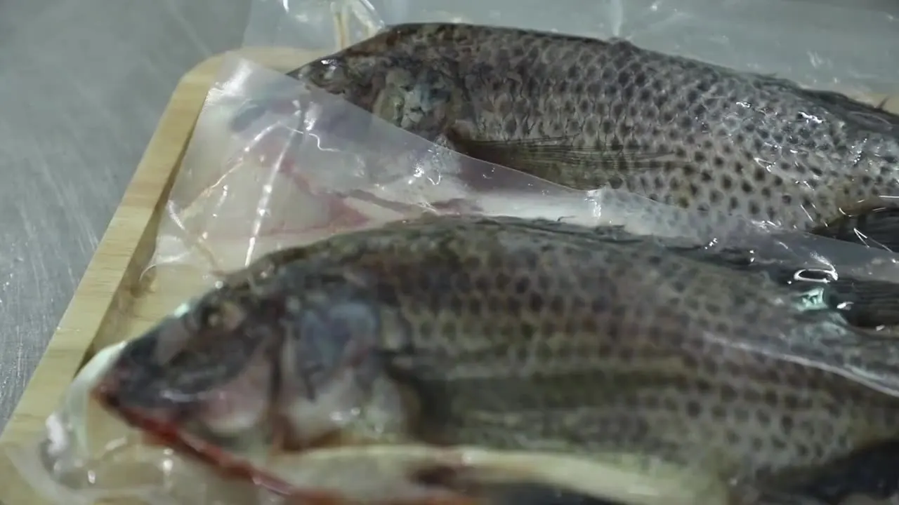 Frozen Tilapia Fish Gutted Scaled Tilapia Fish Price