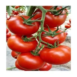 f1 hybrid hami cantaloupe melon seeds