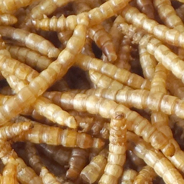 
High Quality and Eco Friendly Parrot Food Bird Food Poultry Food 100% Natural Dried Live Mealworms 