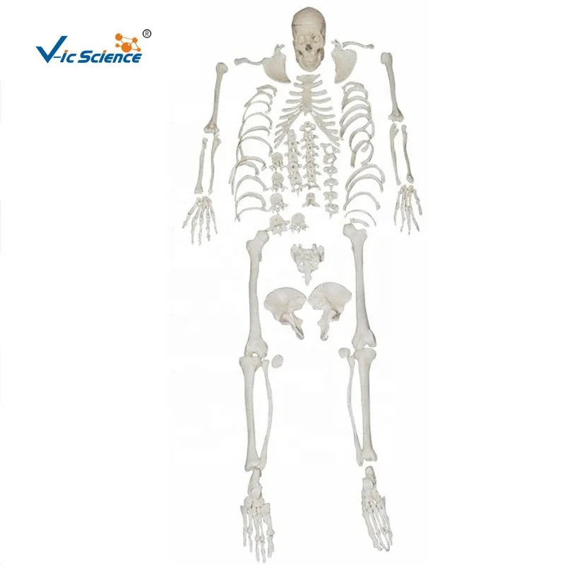 human skeletal model disarticulated skeleton with skull  education skeleton model