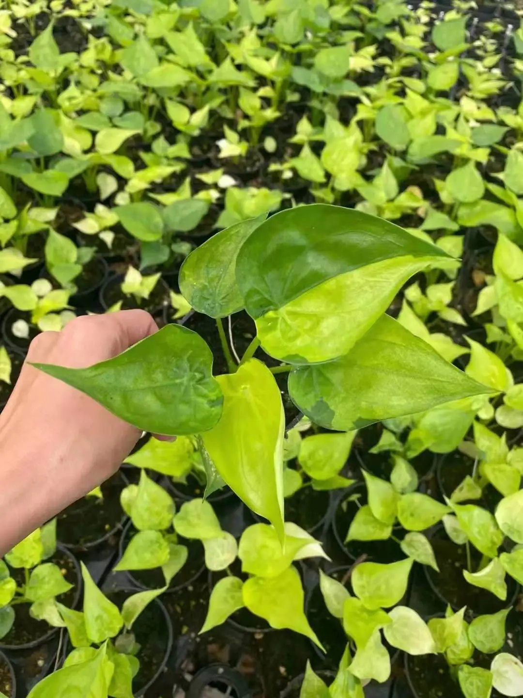 High quality real plants Alocasia aurea plant of indoor plants  Supplier