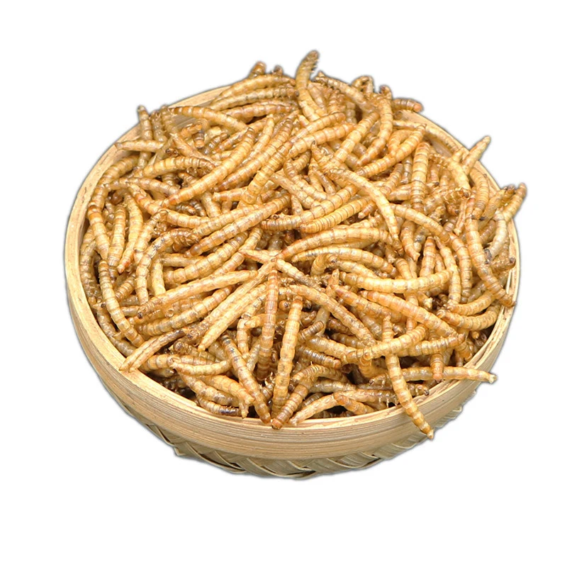 Dried Mealworms 100% Pure Natural High Protein Custom Mealworms Dried Small Pet Food