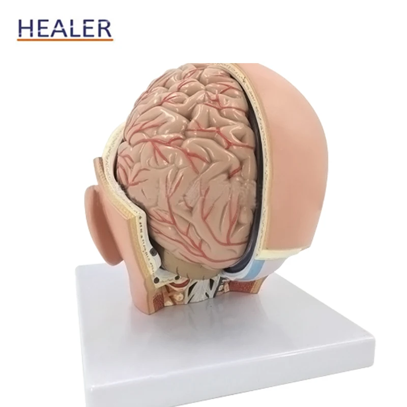 Life-size Plastic Head Models Attached Cerebral Artery Natural Large 4-Part Middle Brain Model Anatomy