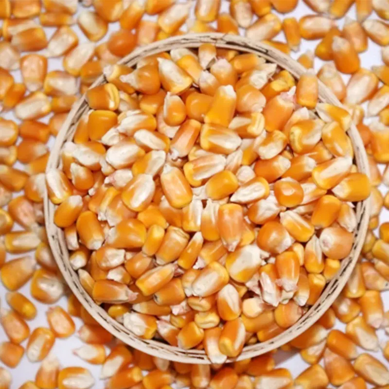 Китай, 100% натуральная кукуруза, оптовая продажа, кукуруза высокого качества, корм для животных желтая кукуруза
