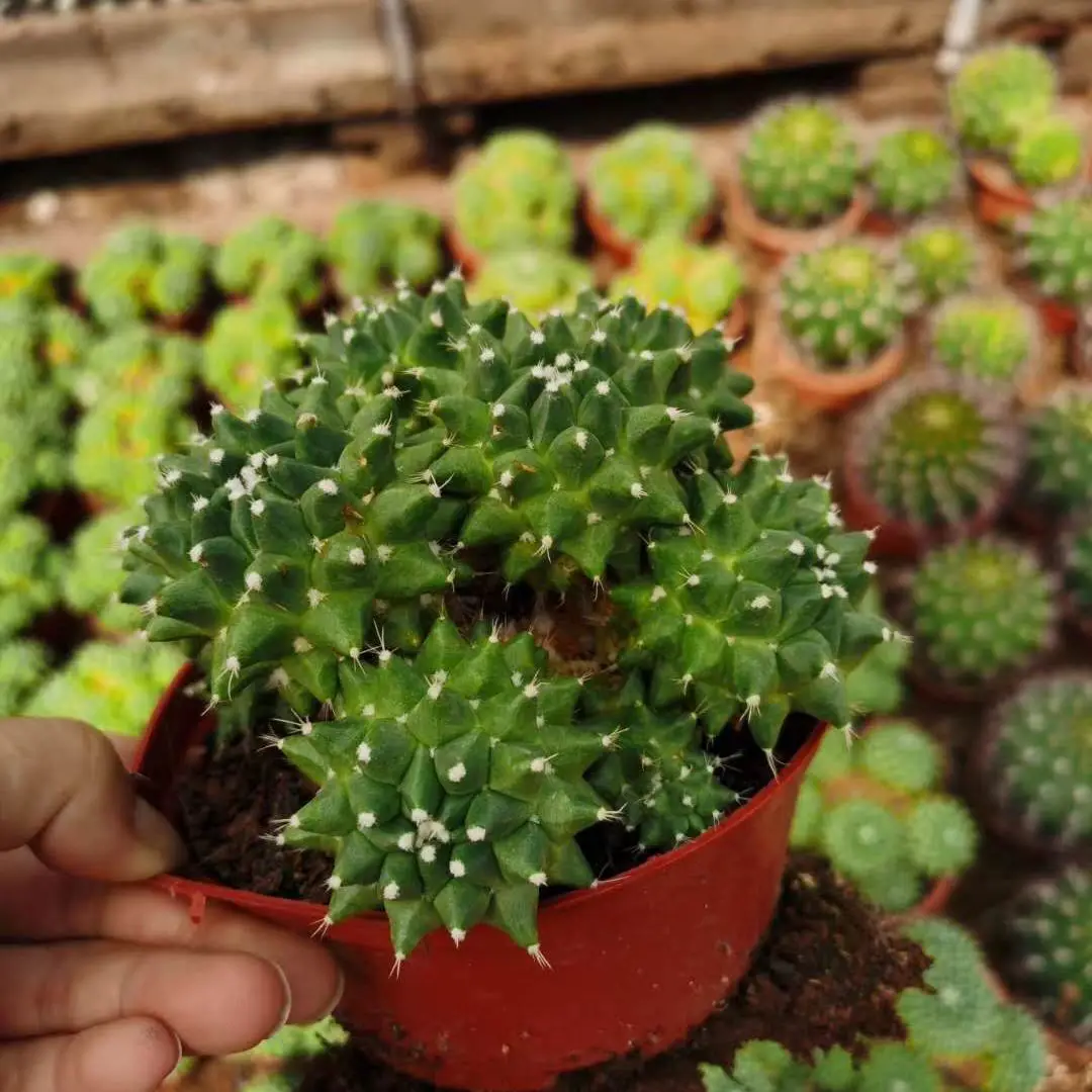 10-13cm Euphorbia susannae  large indoor cacti succulent nursery cactus