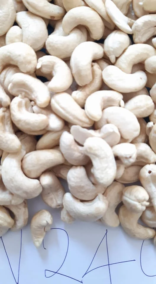 Benin White Cashew Kernels Fresh Cashew Nuts Kernels With Nice Price W180 W240 W320 W450