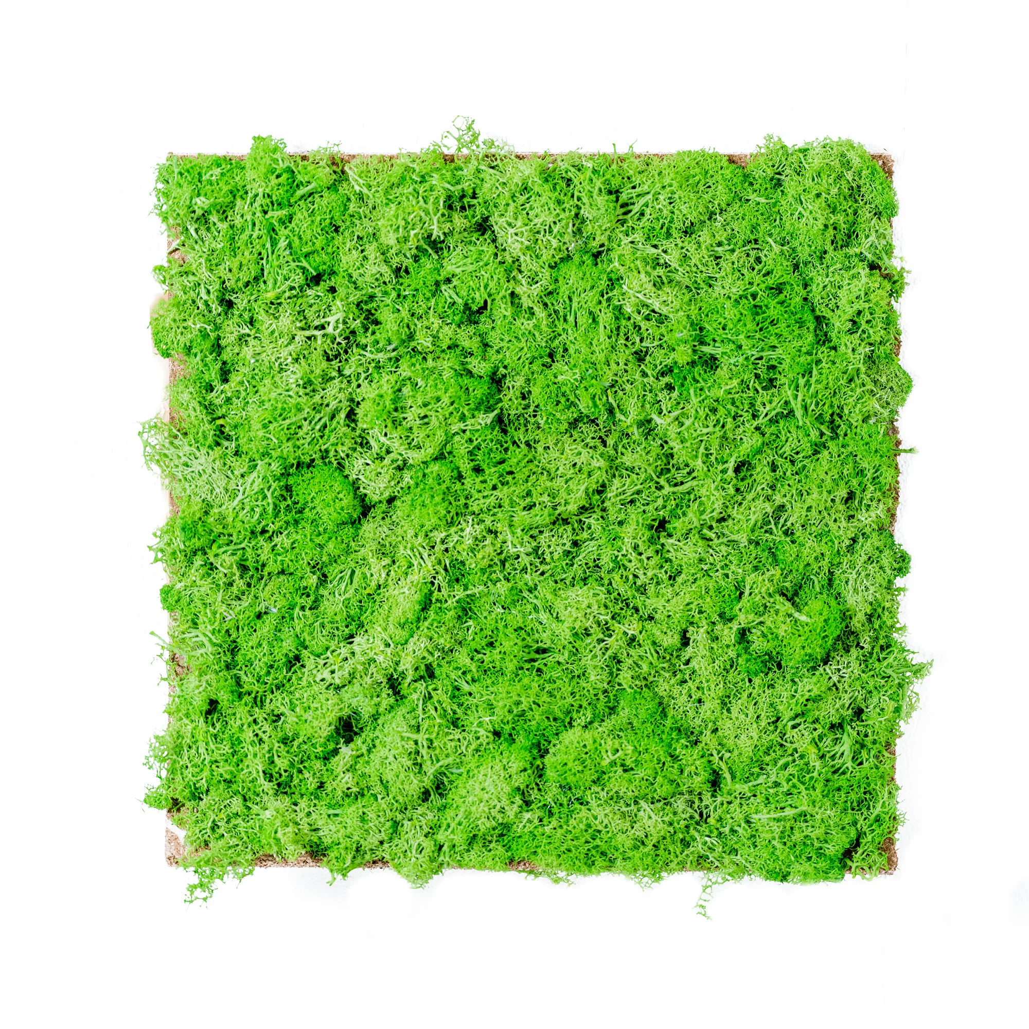 Wholesale Stabilize Reindeer Moss Wall Art Moss Panel Decorations Factory Supply real Preserved flower Moss