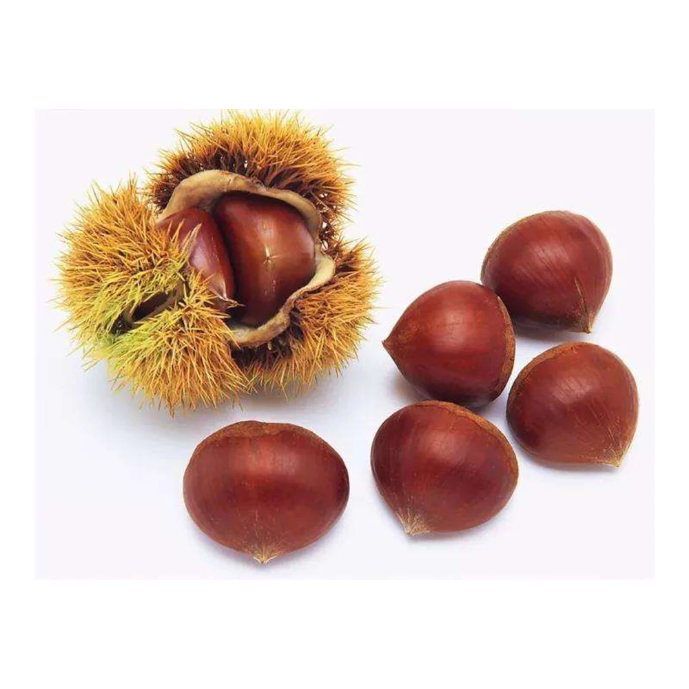 2021 New Crop Top Quality Fresh Chinese Chestnut with Bright Color