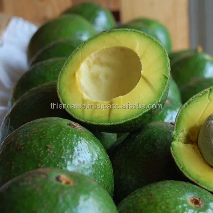 
NEW CROP ROUND VARIETY HIGH QUALITY FRESH AVOCADO FROM VIETNAM 