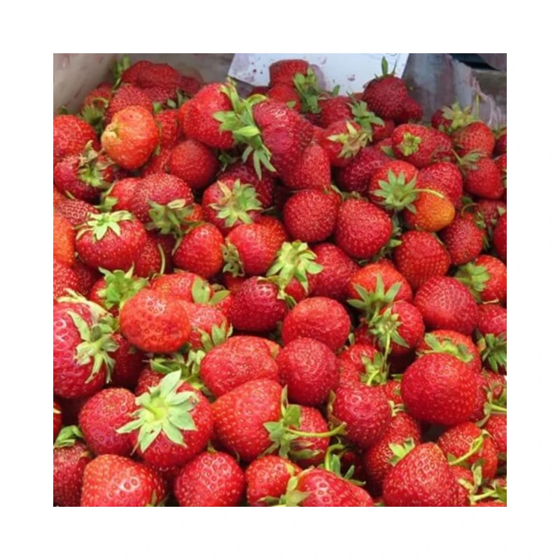 Fresh Strawberries Premium Style Weight Water Origin Type Size Grade Product ISO Fresh Fruit Place Strawberries Harvest