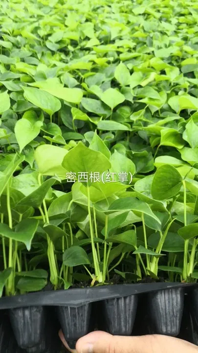 
Wholesale high quality real plants Anthurium andraeanum tissue culture tray/plug seedling of indoor bonsai Supplier 
