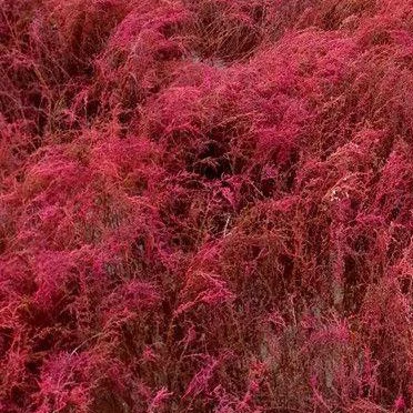 2021 New arrival Drought Resistant High quality Suaeda glauca grass seeds for sale