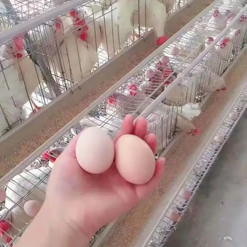 Best Factory price chicken cage system A type 4 tires chicken batteries cage