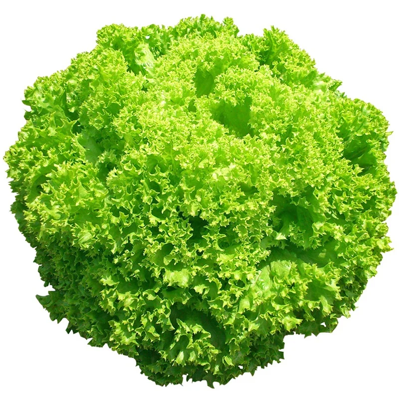 
Chinese High Yield Best Quality Hybrid F1 Leaf Vegetable Lettuce Seed 