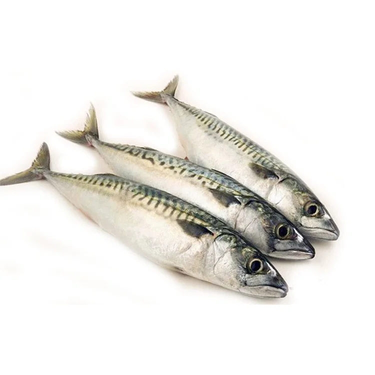 frozen pacific mackerel fish for market sales