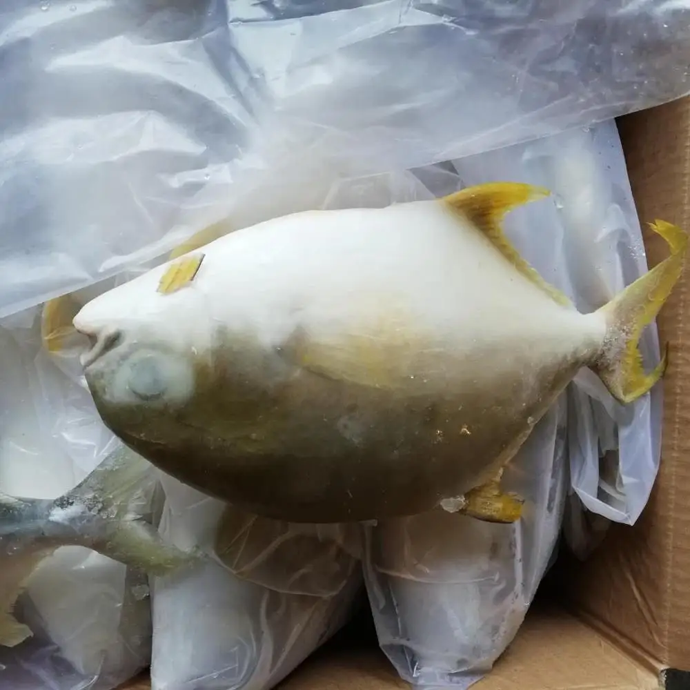 
seafood frozen gold pompano pomfret fish 