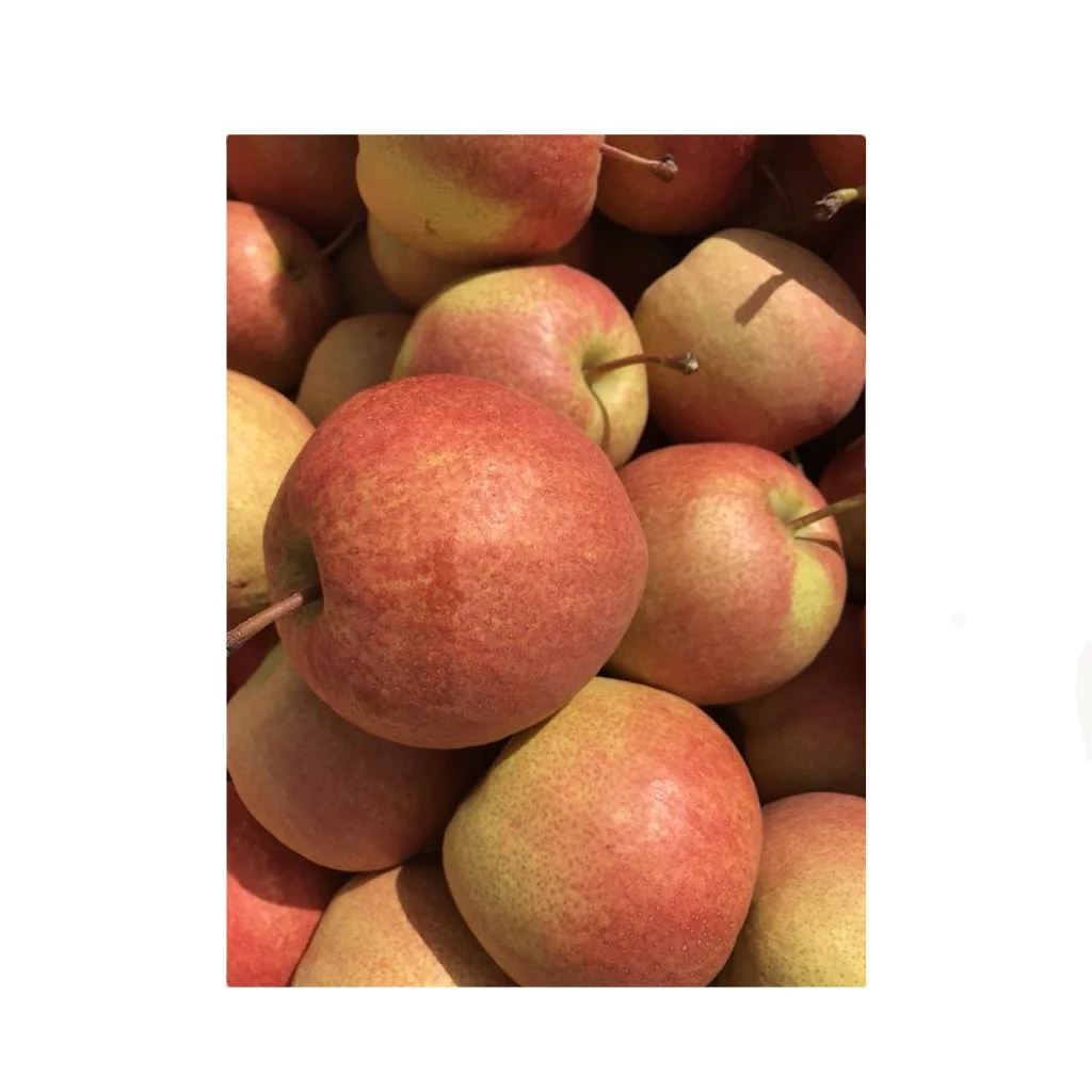 
Wholesale of reliable quality of the new red xiao pear 
