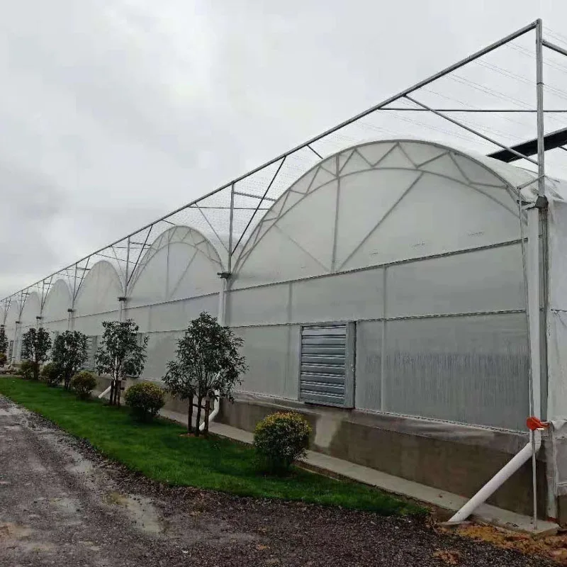 Multi-span Greenhouses for strawberry grape raspberry with vertical farming aquaponics growing systems