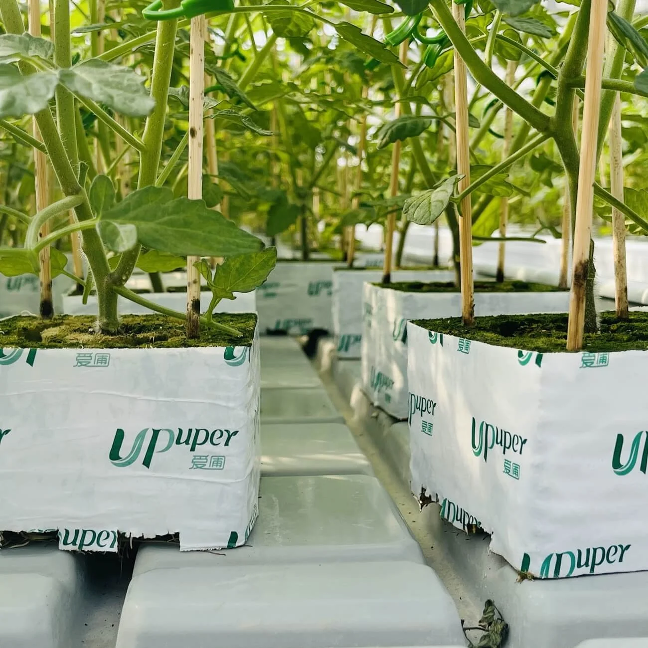 UPuper sustainable farming modern greenhouse 4 hydroponics rock wool cubes for growing