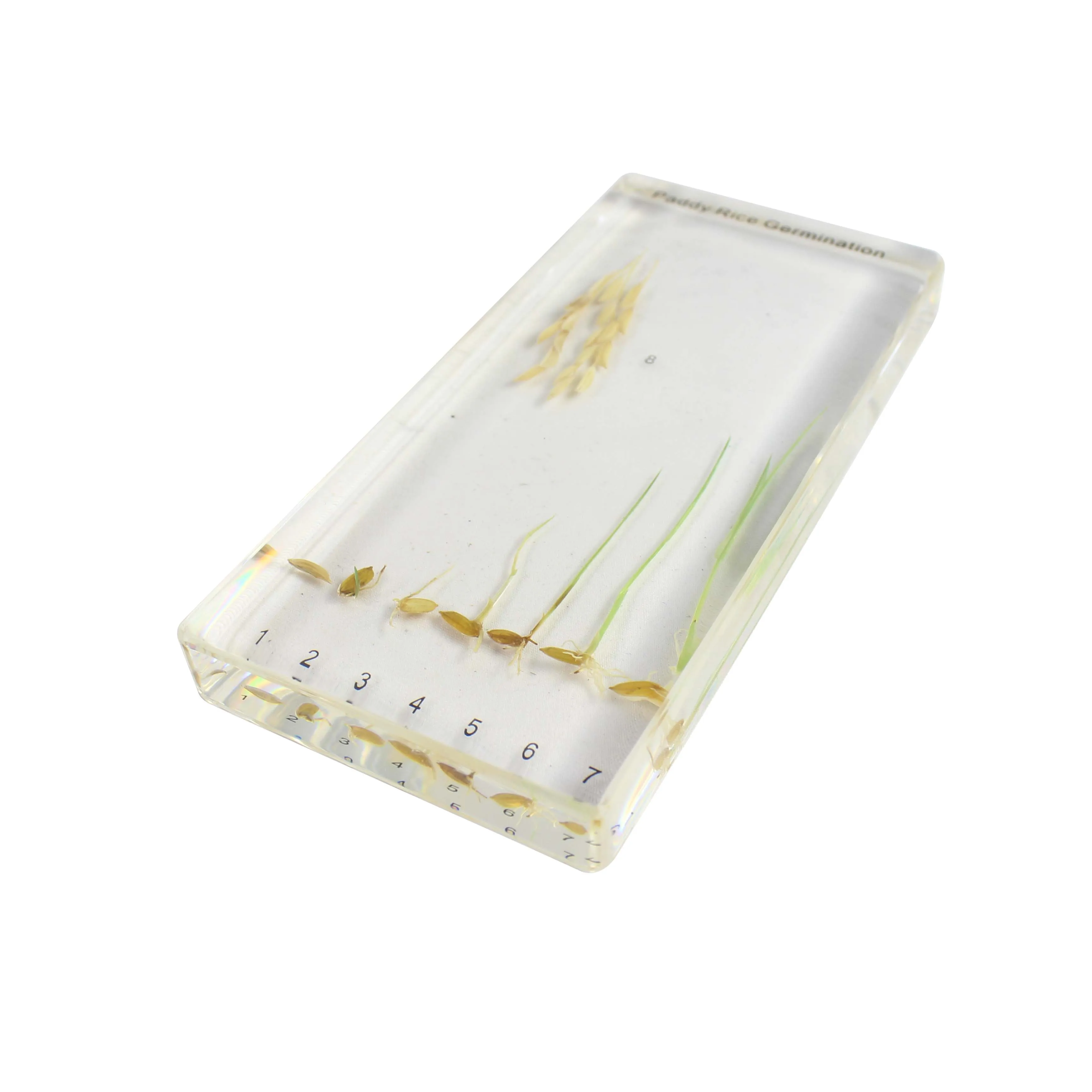 Paddy Rice Germination Agricultural Teaching of Plant Life Cycle Specimen