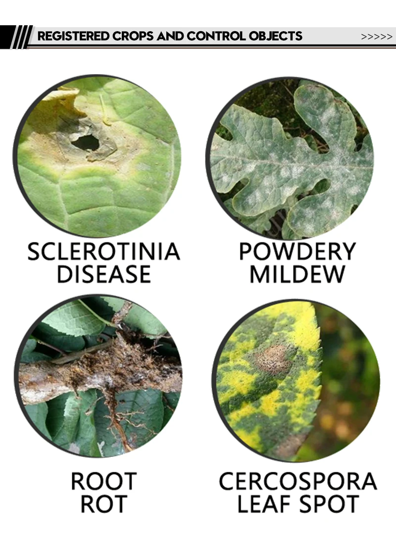 High quality 50% carbendazim WP black spot black rot head blight sheath blight agricultural pesticide fungicide