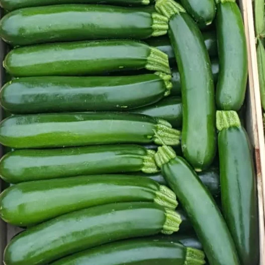 Ying Dark Green  F1 Hybrid Squash Seeds Vegetable Cucurbita pepo Seeds for planting