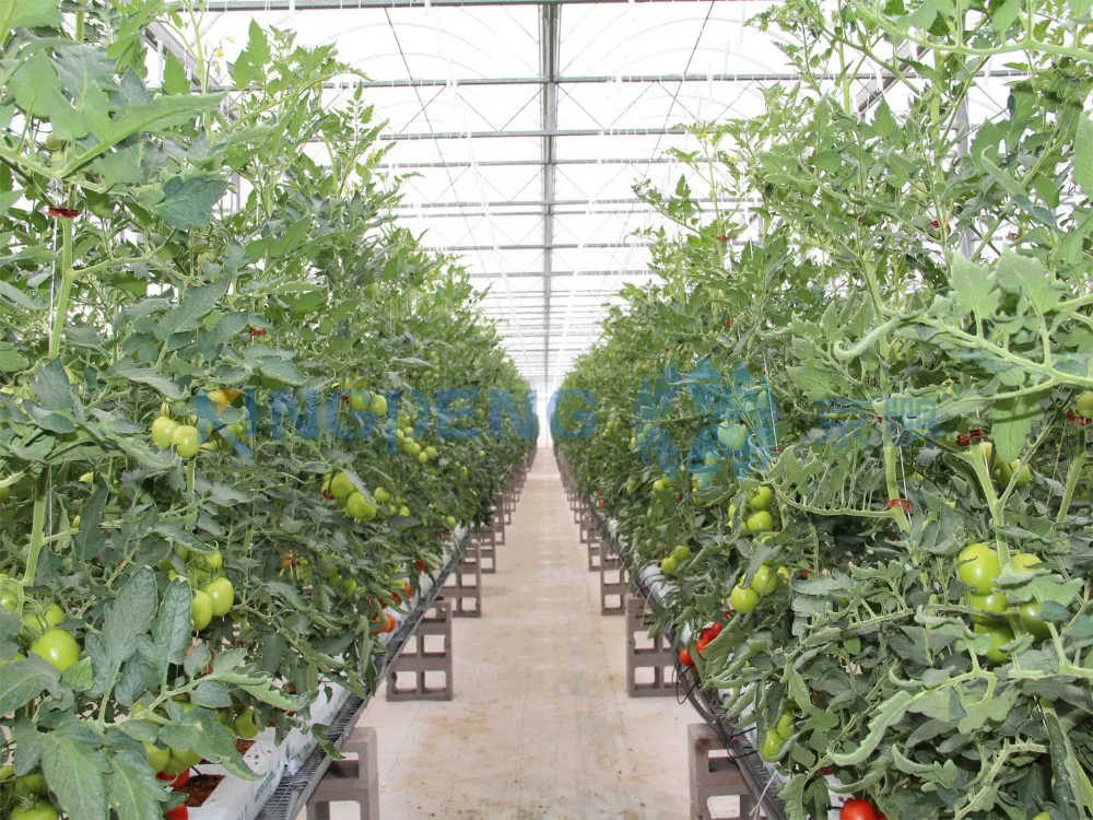 Tomato nursery planting equipment