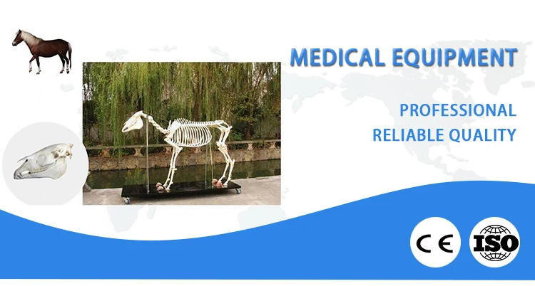 Medical life size Horse Skeleton Model PVC 3d animal Horse Skeleton model anatomical models